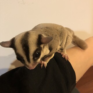 フクロモモンガ(去勢済のオス1匹＋メス1匹)