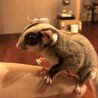 フクロモモンガ(去勢済のオス1匹＋メス1匹) サムネイル2