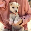 甘えん坊のシャンちゃん1ヶ月半