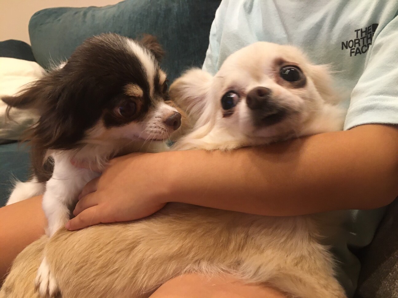 2匹一緒に 相性ピッタリ 兵庫県 犬の里親募集 3337 ペットのおうち 月間利用者150万人