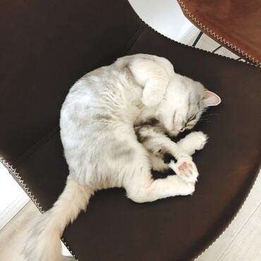 引っ越し後もお気に入りチェアで