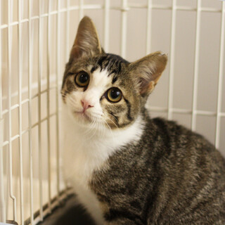 甘えん坊キジ白子猫（しいたけちゃん）