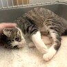 甘えん坊キジ白子猫（しいたけちゃん） サムネイル3