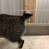 甘えん坊キジ白子猫（しいたけちゃん） サムネイル6