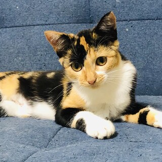人大好き甘えん坊な子猫たまちゃん（猫エイズ陽性）