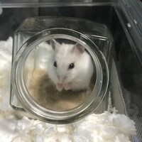 おこめ