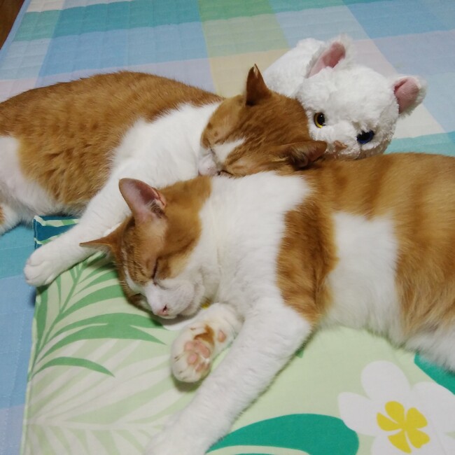 認定NPO法人アニマルレスキューハッピーりぼんのカバー写真