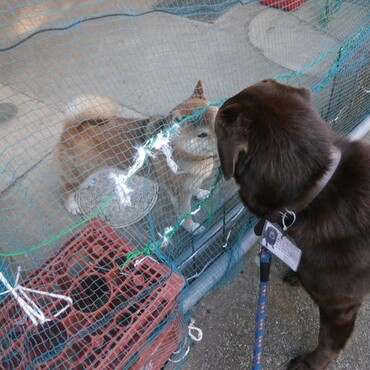 近所の柴犬はなちゃんにご挨拶