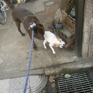 近所のジャック君にご挨拶