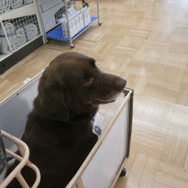 ホームセンターでもおとなしくしています