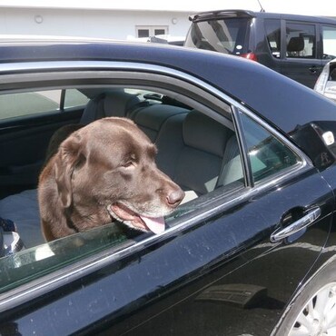 どこに行く時も乗ってきます　近所の方から「社長」って呼ばれています