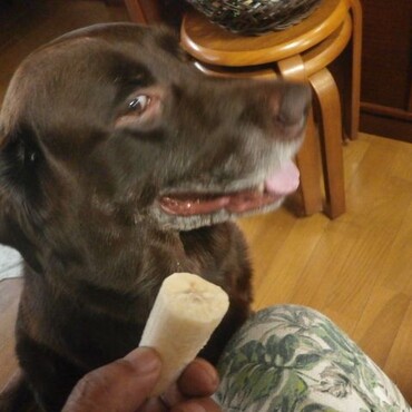 待て!!でも目線がバナナに