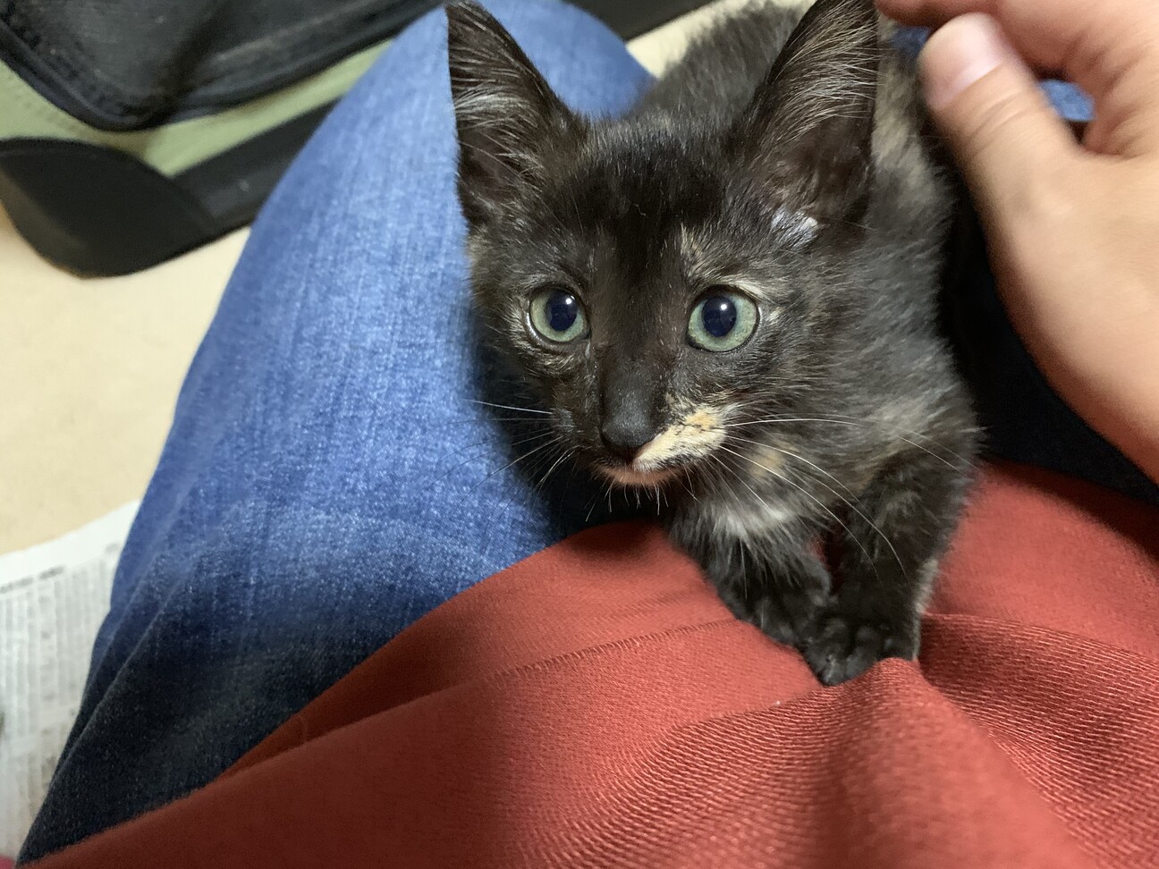 9/28動物病院にて健康」香川県 - 猫の里親募集(330700) :: ペットの 