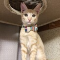 ヤンチャな茶トラBoy②