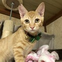 ヤンチャな茶トラBoy①