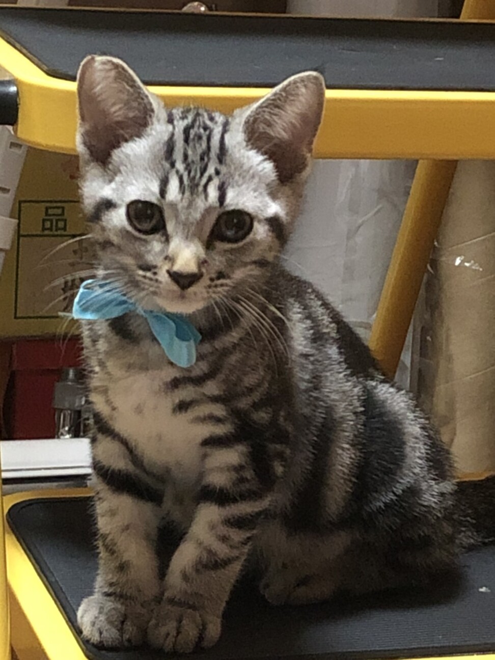 綺麗な丸顔のアメショー柄 大阪府 猫の里親募集 ペットのおうち 月間利用者150万人