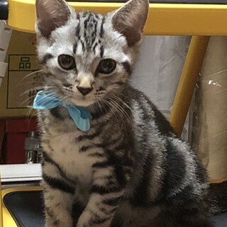 綺麗な丸顔のアメショー柄をした男女2匹の子猫です