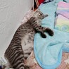 サバトラの♂の子猫です サムネイル4