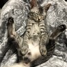 サバトラの♂の子猫です サムネイル2