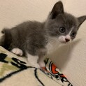 かわいい子猫の里親募集中です！