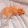 長毛サテンのゴールデンハムスターです サムネイル2