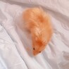 長毛サテンのゴールデンハムスターです サムネイル3