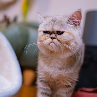 小さなエキゾチック♀ひじき