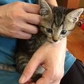 黒っぽい茶トラの元気な子猫(1ヶ月)