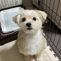さくら