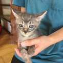 灰色のトラ柄。膝乗り子猫(1ヶ月)
