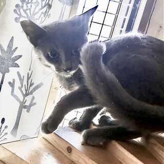 ロシアンブルーみたいなニイハ♀