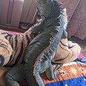 ブルーイグアナ♂4才半