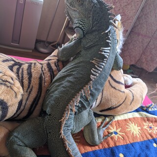 ブルーイグアナ♂4才半