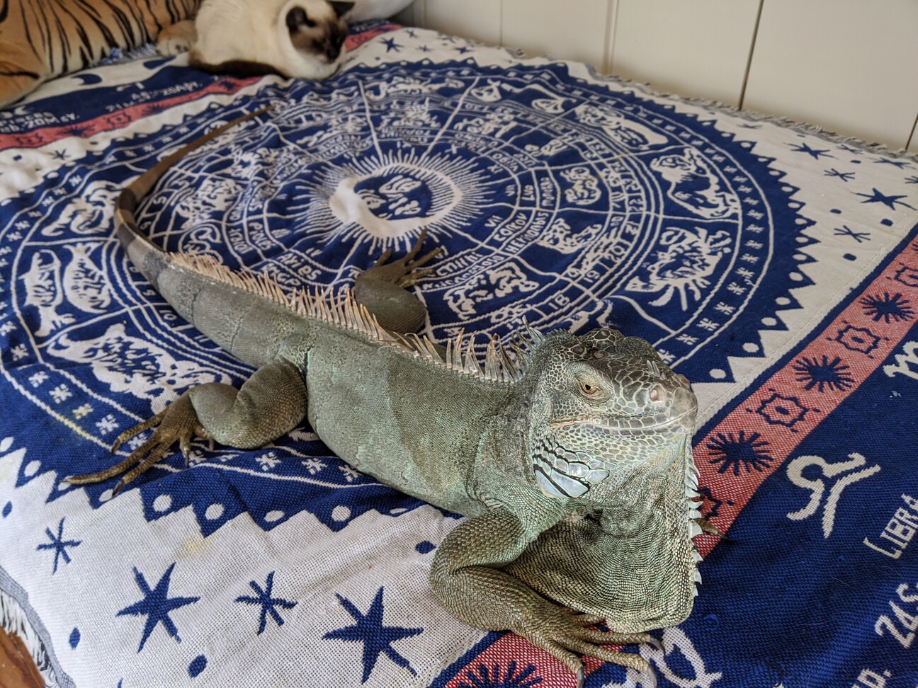 ブルーイグアナ オス 成体