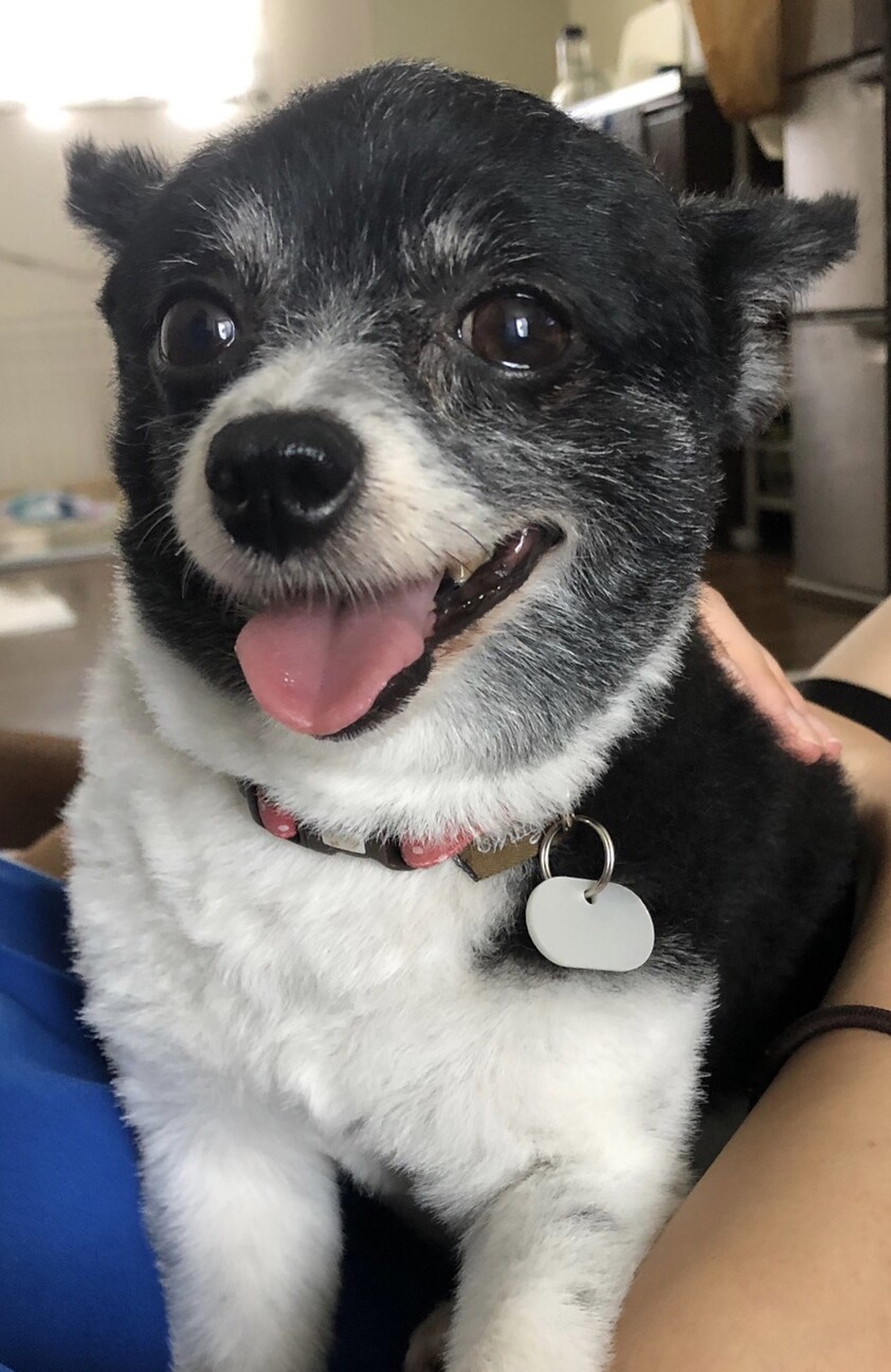 ポメチワmix ニカ 推 東京都 犬の里親募集 ペットのおうち 月間利用者150万人