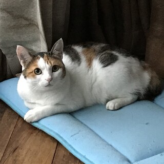 ツンデレ三毛猫の里親さんになって下さい