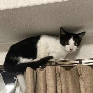 手術費１万円補助します。ハチワレ元気な男の仔！