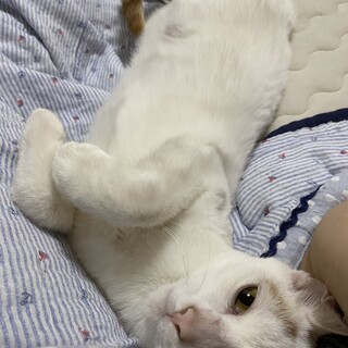 困った顔のスリスリ君ロデ君1歳半です