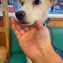 お散歩訓練頑張ってます！ウィズの家族を探してます。