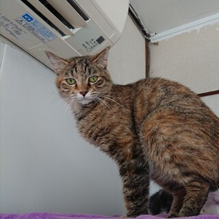 少し長いふわふわ むぎちゃん