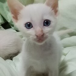 第98回　にゃん☆ぴーす譲渡会