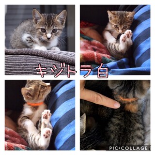 キジトラ男の子里親募集中