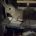 オカメインコ　ホワイトフェイスシナモン♀　