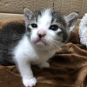 急募　子猫　生後3週間