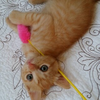 【10/4,11譲渡会】とにかく甘えん坊