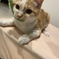 ラテ