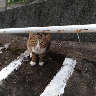 靴下柄！渦巻き柄のなつっこい男の子