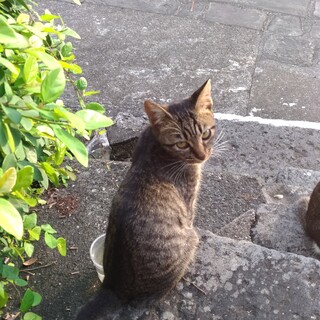 キジ丸っこいフォルムの女の子募集中