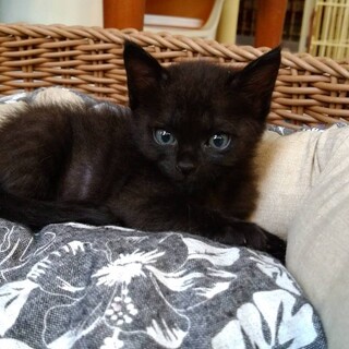 【10/18譲渡会】兄妹での譲渡希望