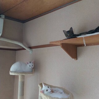 兄弟猫達に幸せを！！